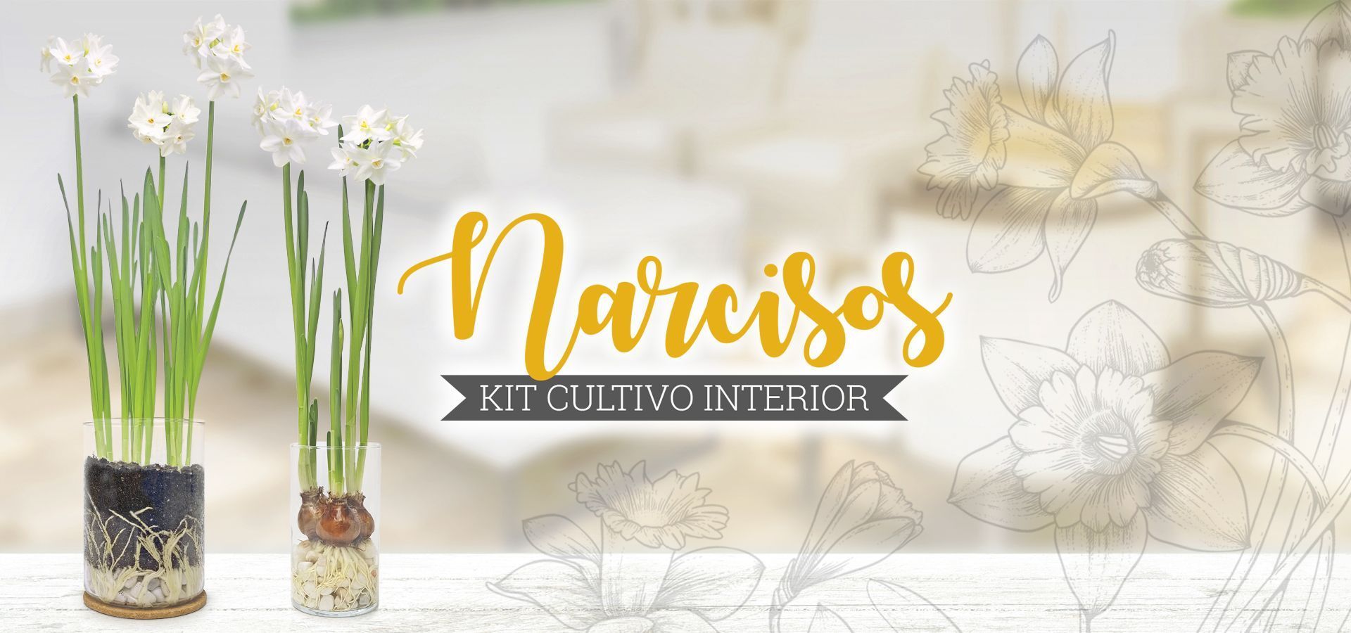 NARCISOS BULBOS Garden Pocket kit cultivo interior 1