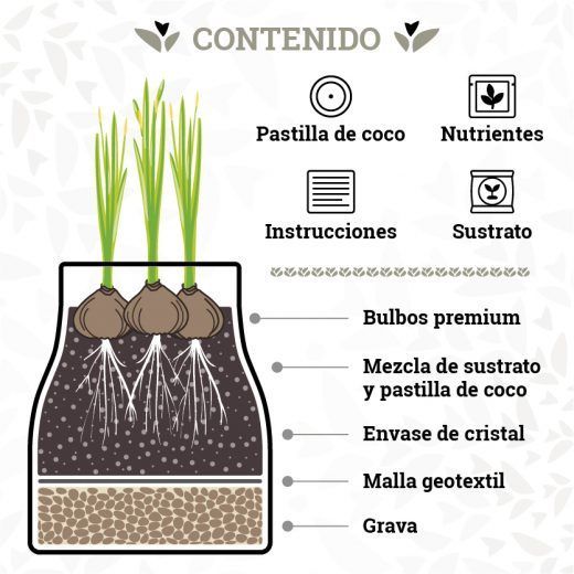 NARCISOS EMOTION - Imagen 5