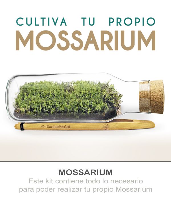 MOSSARIUM KIT CULTIVO GARDEN POCKET