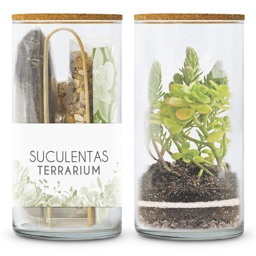Kit TERRARIUM SUCULENTAS