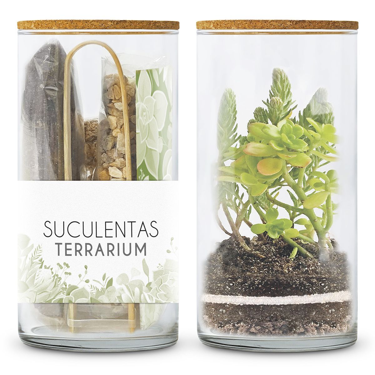 Kit TERRARIUM SUCULENTAS