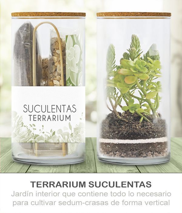 KIT TERRARIUM VERTICAL