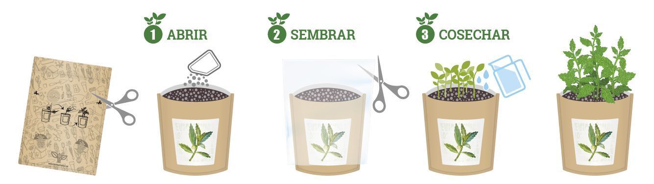 AROMATICAS GUIA PASOS Oregano-Stevia-03