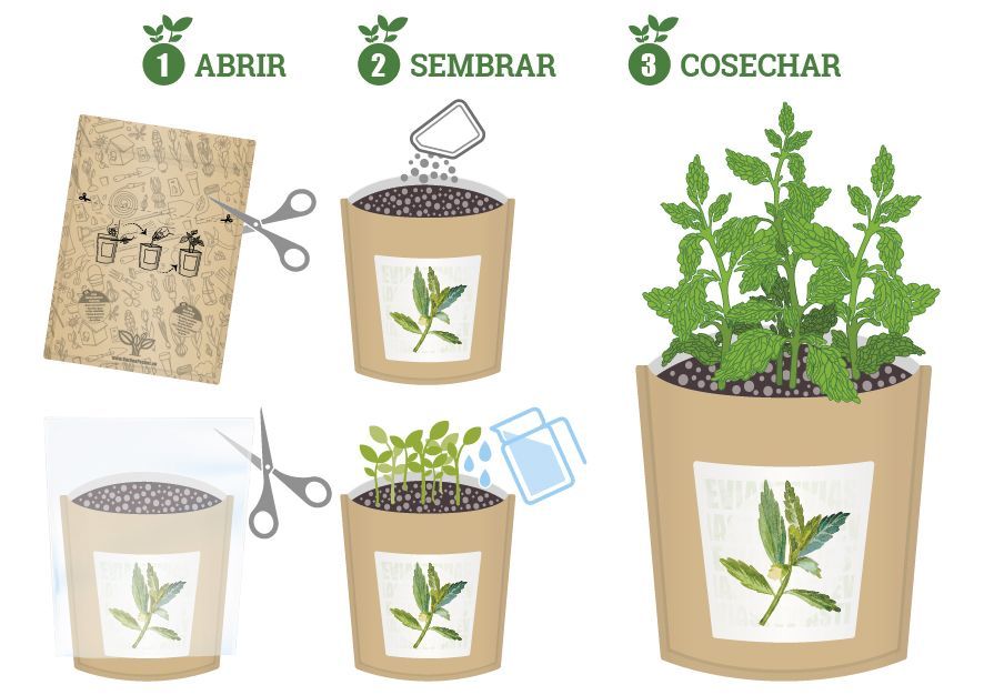 AROMATICAS GUIA PASOS Oregano-Stevia-04