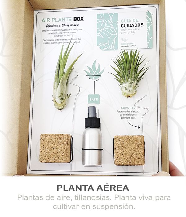 PLANTAS AEREAS TILLANDSIAS