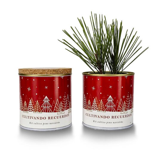 CULTIVANDO RECUERDOS- Kit cultivo pino navideño Paisaje Nevado