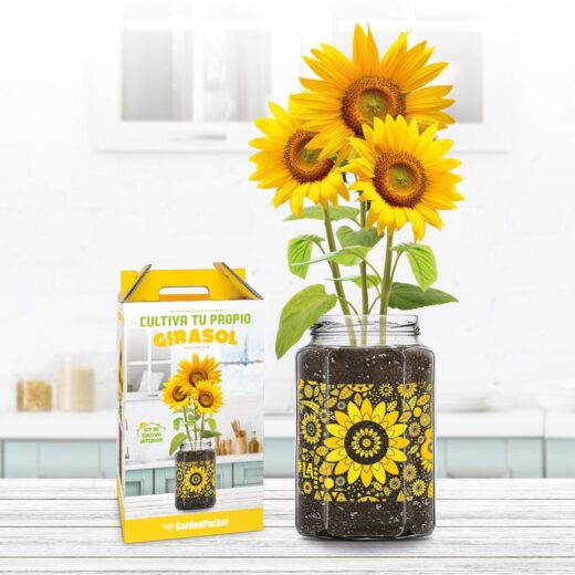KIT DE CULTIVO INTERIOR GIRASOL
