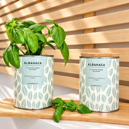 MACETA EN LATA - Albahaca