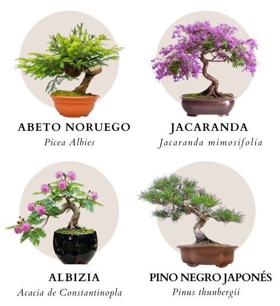 BOMBA SEMILLAS HUERTA FLORES AROMATICAS
