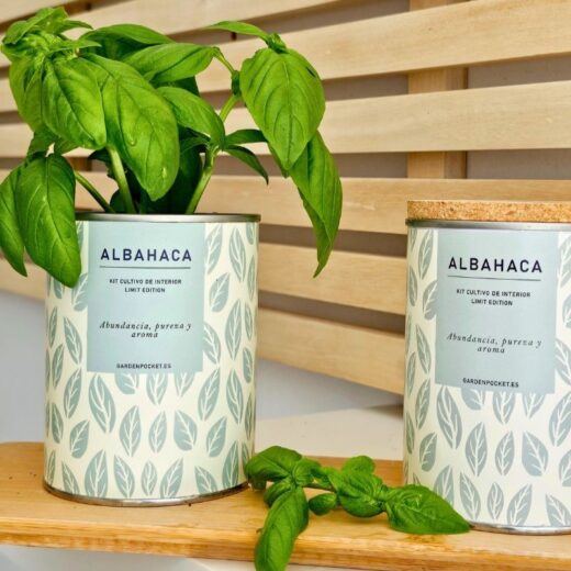 MACETA EN LATA - Albahaca