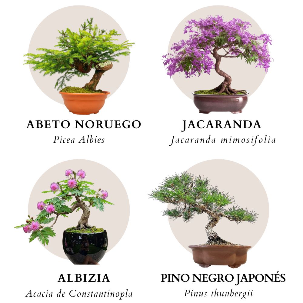 BOMBA SEMILLAS HUERTA FLORES AROMATICAS