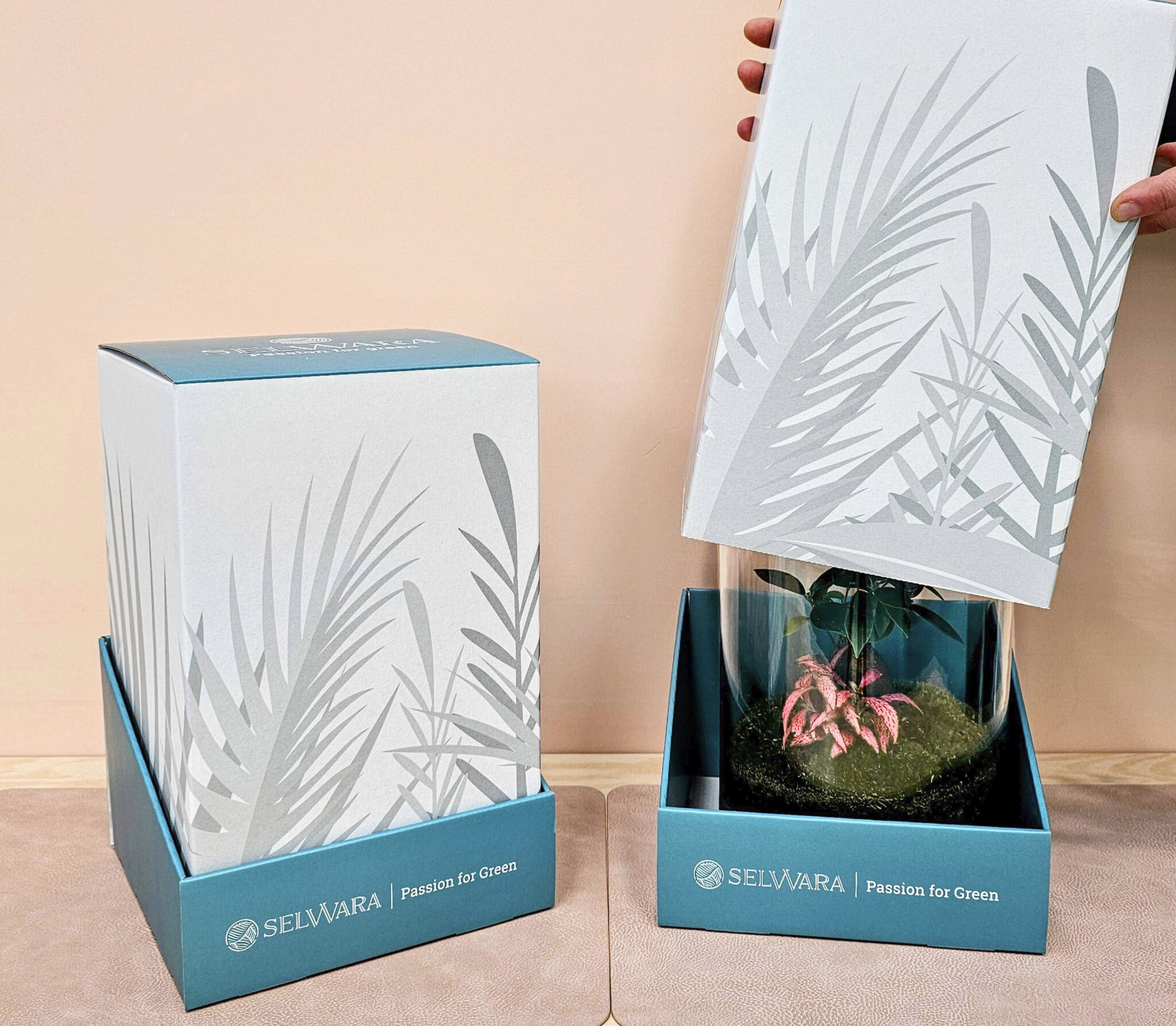 CAJA REGALO TERRARIO