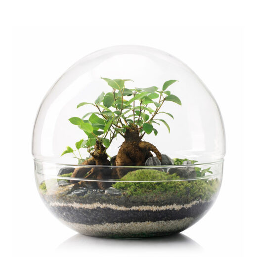 Terrario BORNEO FOREST 28x28