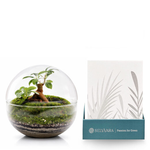 Terrario BORNEO FOREST 20x20cm