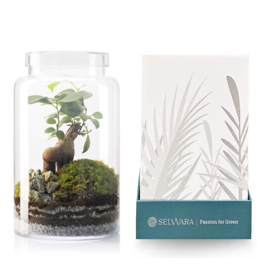 Terrario IRATI FOREST 18x32cm