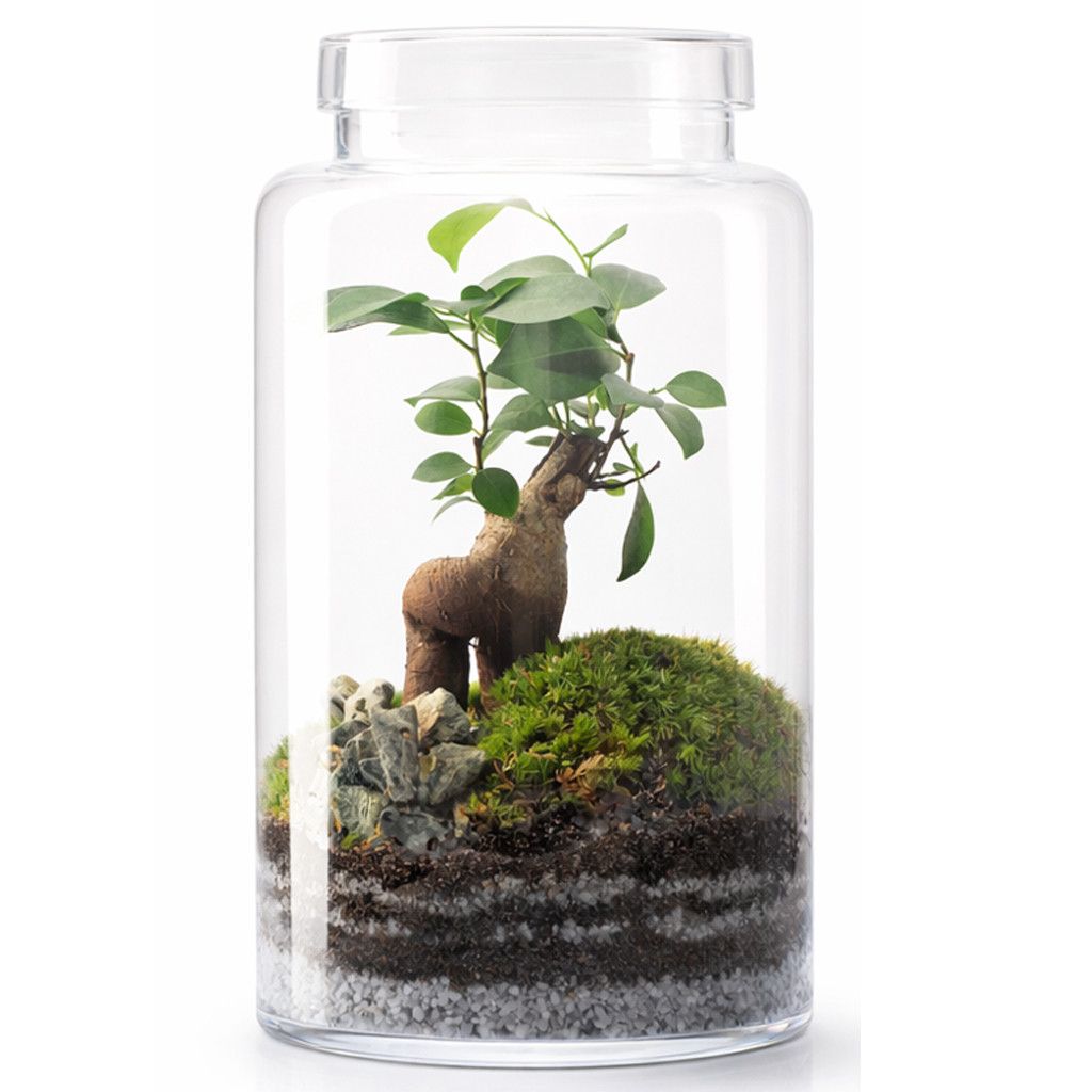 Kit-cultivo-hierbas-aromáticas-3