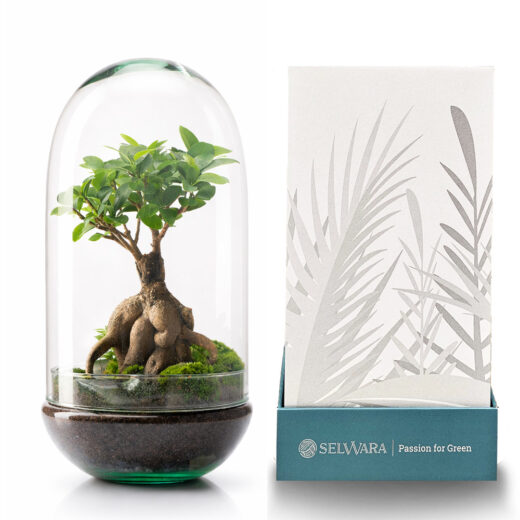 Terrario MADAGASCAR RAIN 19x36cm