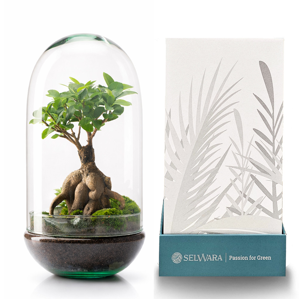 Kit-cultivo-hierbas-aromáticas-3