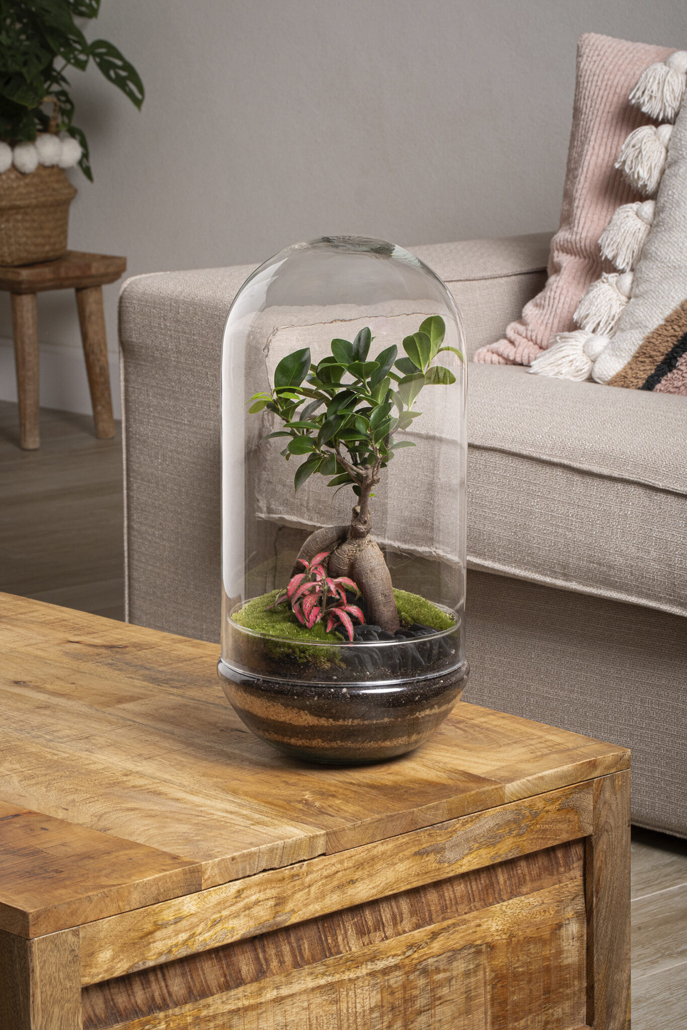 Terrario-cupula-Madagascar-Ficus ginseng