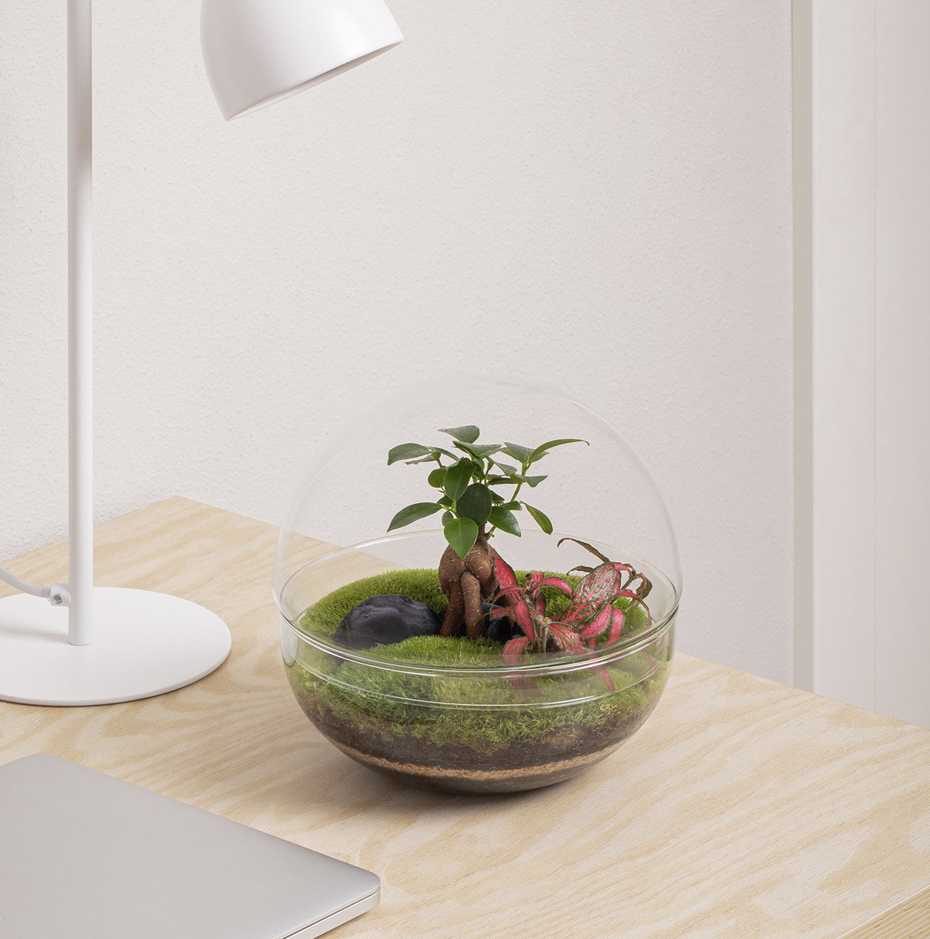 Kit-cultivo-hierbas-aromáticas-3