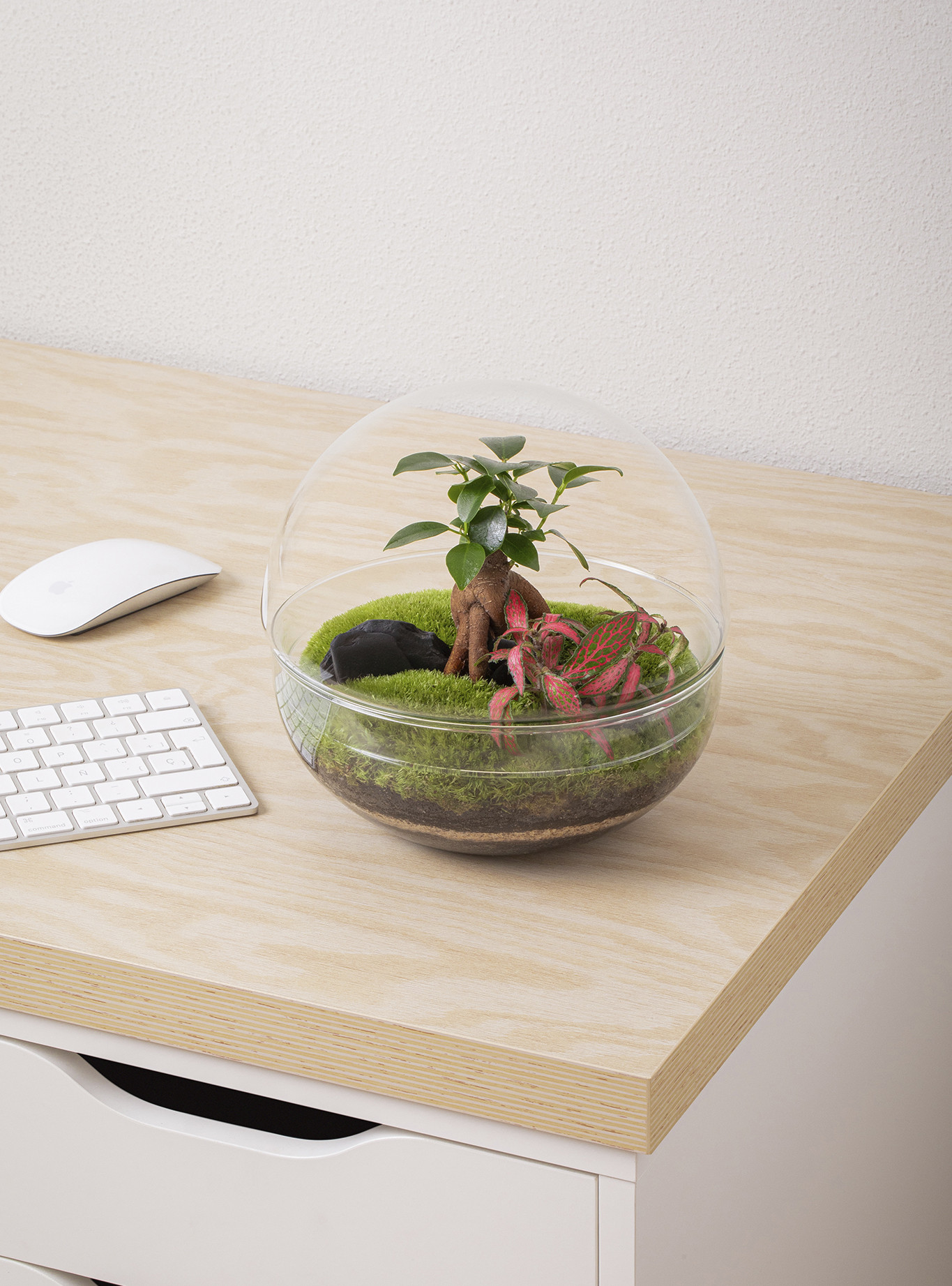 Kit-cultivo-hierbas-aromáticas-3