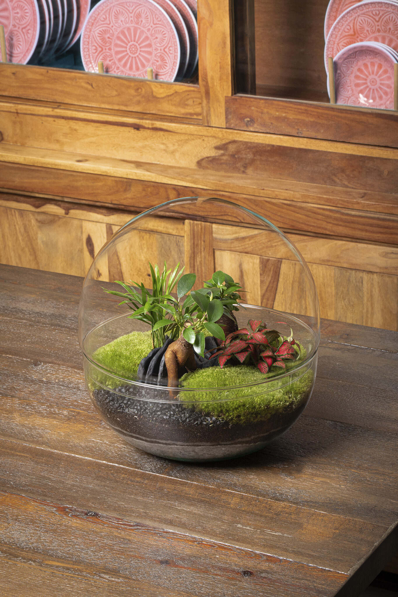 terrario-borneo terra ficus ginseng 2 Kit-cultivo-hierbas-aromáticas-3