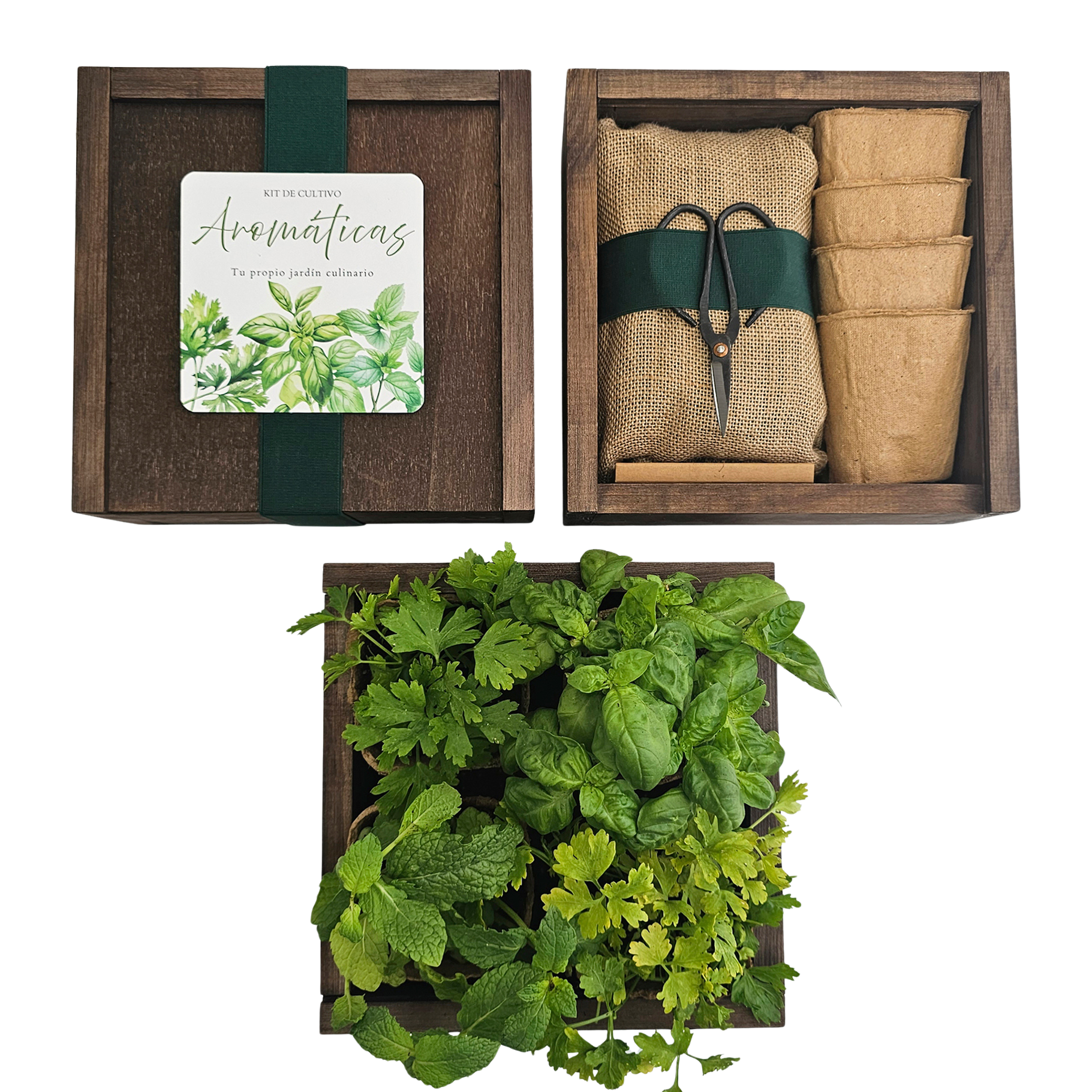 Caja BotánicaAromáticas