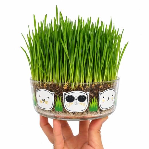 HIERBA GATERA - CAT GRASS